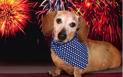 The Haven Advises Preparing Pets for 4th of July