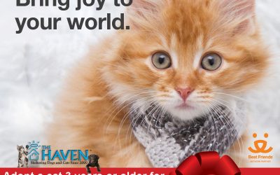 Adoption Fee for Haven Cats Three-Years and Over Reduced During December