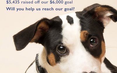 GivingTuesday to Help Homeless Pets