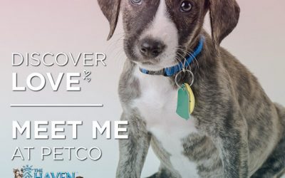 Discover Love Pet Adoption