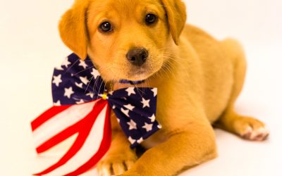 Star-Spangled Haven Adoptions At Pet Supermarket and Petsmart, July 5 & 12