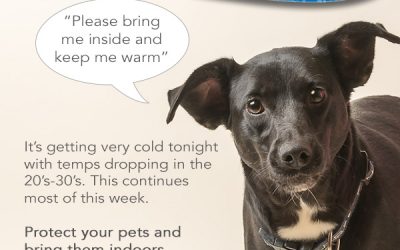 Protect Your Pets in Cold Weather