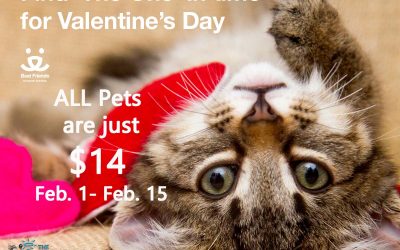 Home Matchmaking Pets with February Promotion