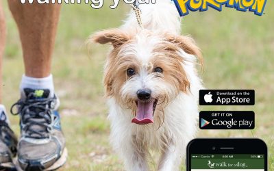 Volunteering to walk a shelter pet Could help you improve your Pokémon Go game