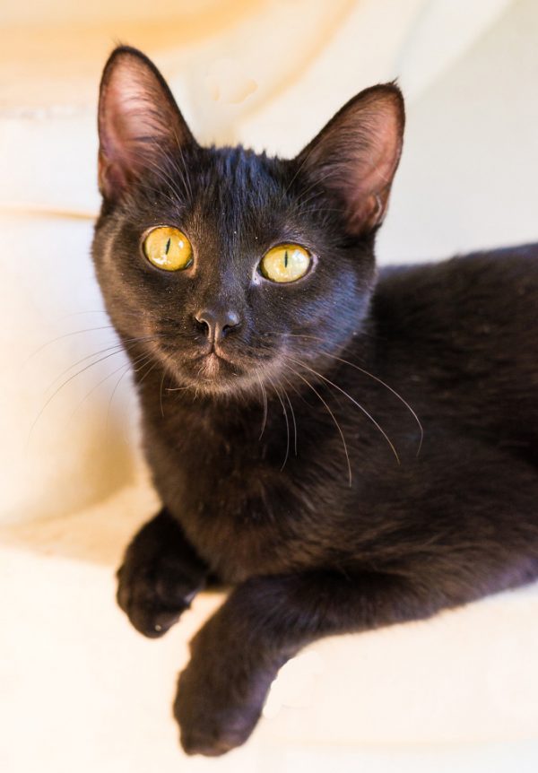 Back in Black - The Haven No-Kill Animal Shelter