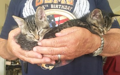 Alley Cat Allie Is Now Helping Cats in Fairhope, Alabama