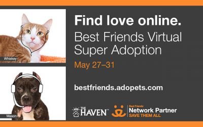 Find Love Online – Best Friends Virtual Super Adoption