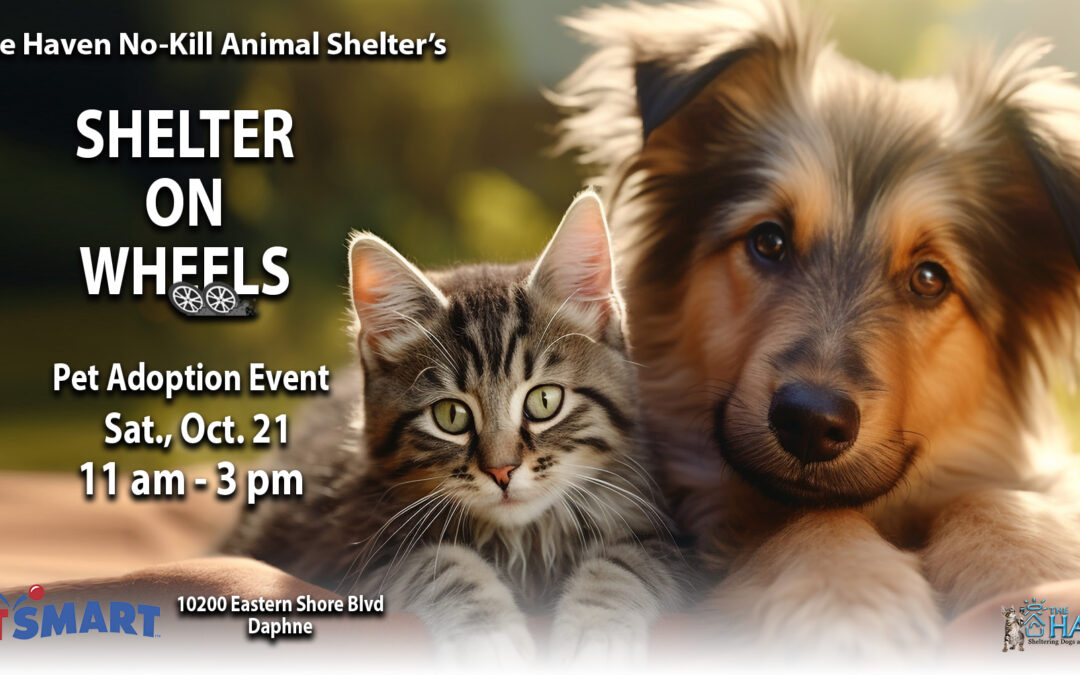 Cooler Temperatures and Warm Love at October Haven Adoption Events - The  Haven No-Kill Animal Shelter