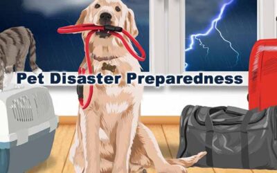 Pet Disaster Preparedness