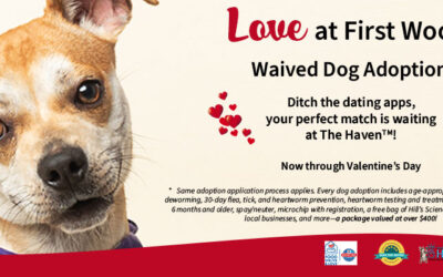 Love at First Woof – Fee-Waived Dog Adoptions!